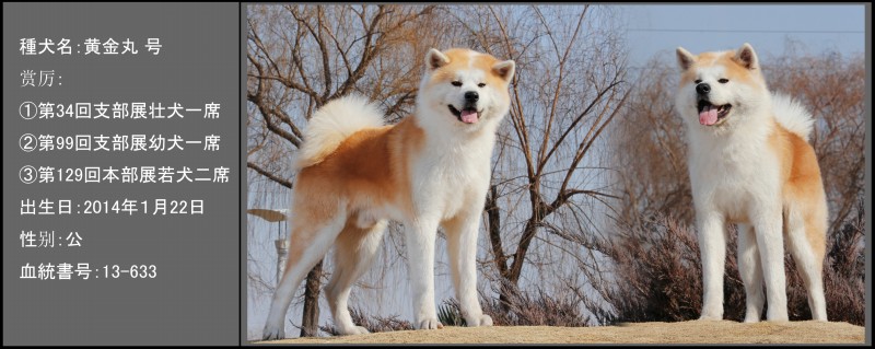 黄金丸 上野中国秋田犬舍