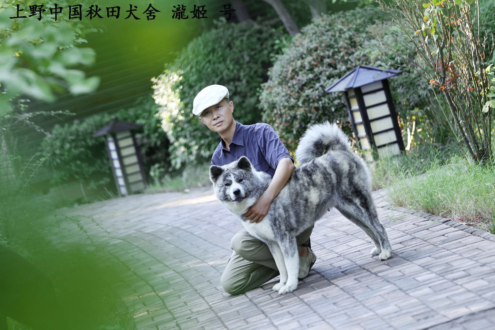 种犬介绍 纯种日本秋田犬 国礼秋田犬 上野中国秋田犬舍