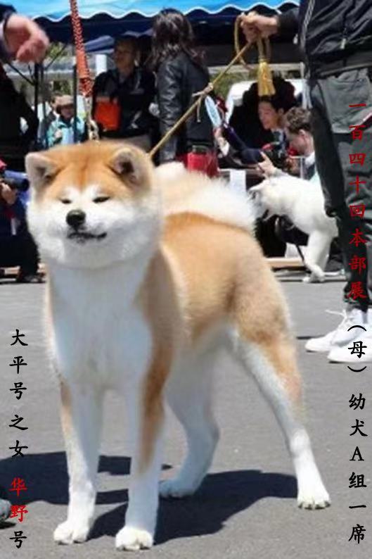 优质的秋田犬报价