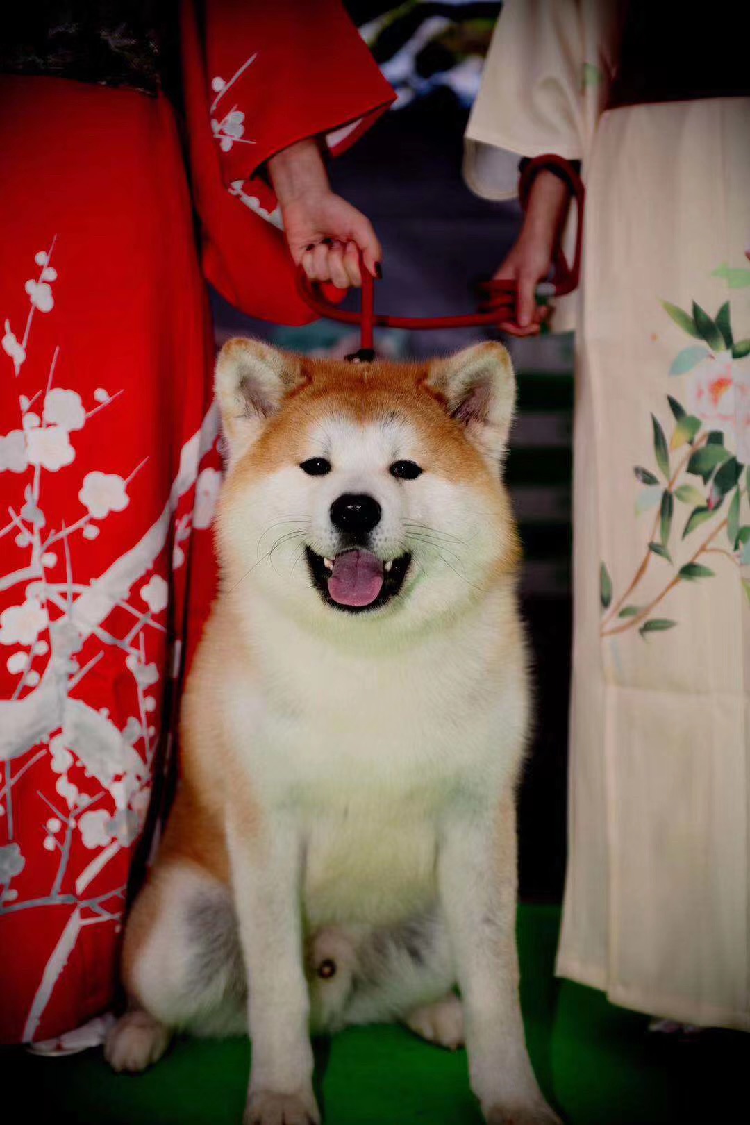 家长秀|日本秋田犬_白色秋田犬_虎斑秋田犬-上野秋田犬舍