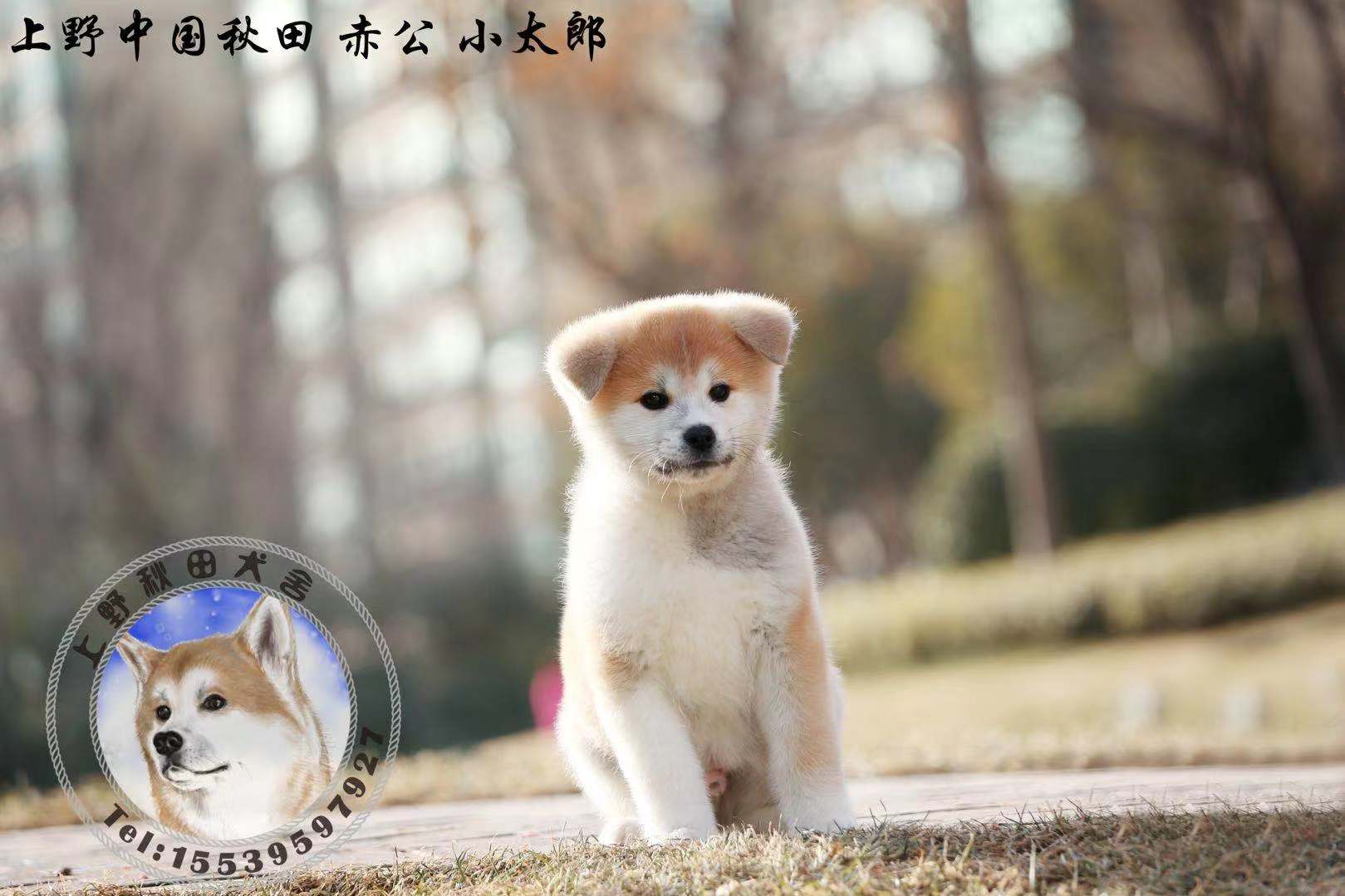 已售幼犬 在售幼犬 日本秋田犬 白色秋田犬 虎斑秋田犬 上野秋田犬舍