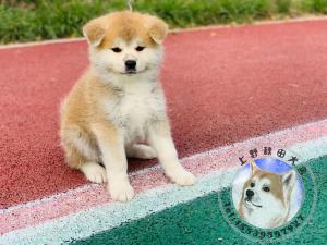 上野中国秋田犬舍