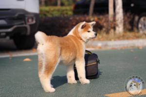 上野中国秋田犬舍